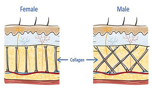 THE SCIENCE OF AGEING: PART II